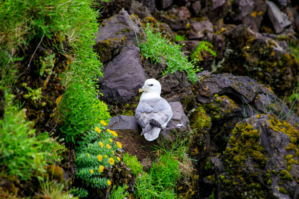 istock Seagull at Hellnar cliffs, Snaefellsnes, Iceland 1311947772
