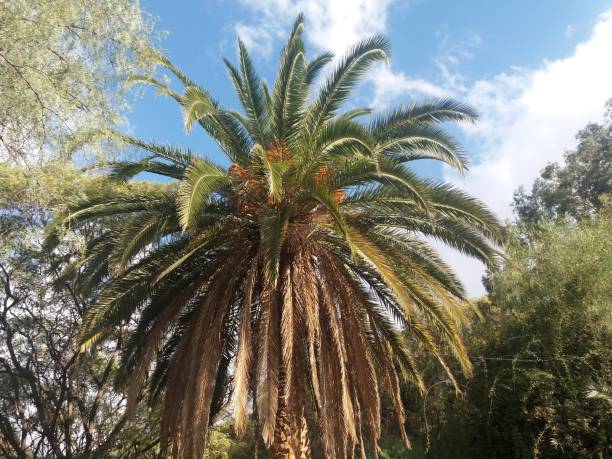 istock Palm trees in Argentina 1311948807