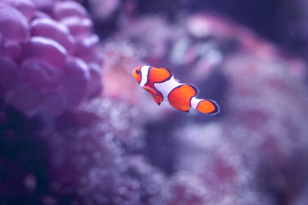 poissons de clown (amphiprion ocellaris) nageant sous l’eau près des anémones de mer sur le récif corallien tropical dans la mer bleue profonde d’océan. - tentacled sea anemone photos et images de collection