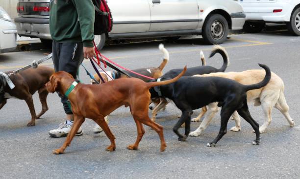 istock Dogs in the city 1311949387