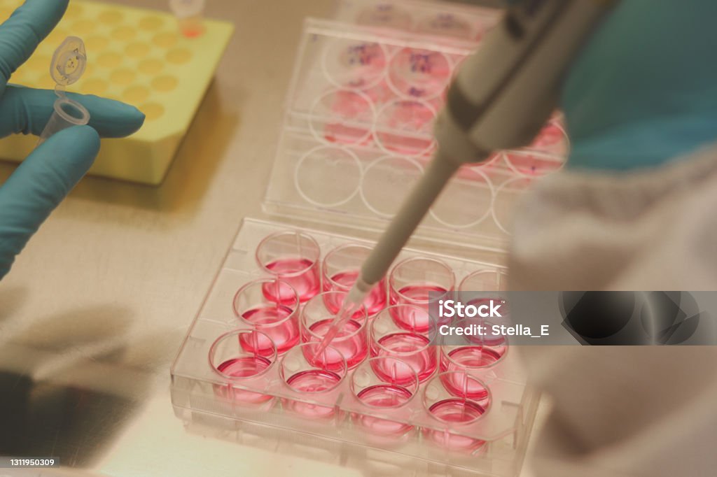 생물 안전 캐비닛 후드에서 포유류 줄기 세포를 배양 하는 의학 연구에 대 한 세포 배양 잘 플레이트와 실험실에서 작업 하는 과학자 과학  실험 테스트를 하 고 장갑과 함께 미생물 손 Stem-주제에 대한