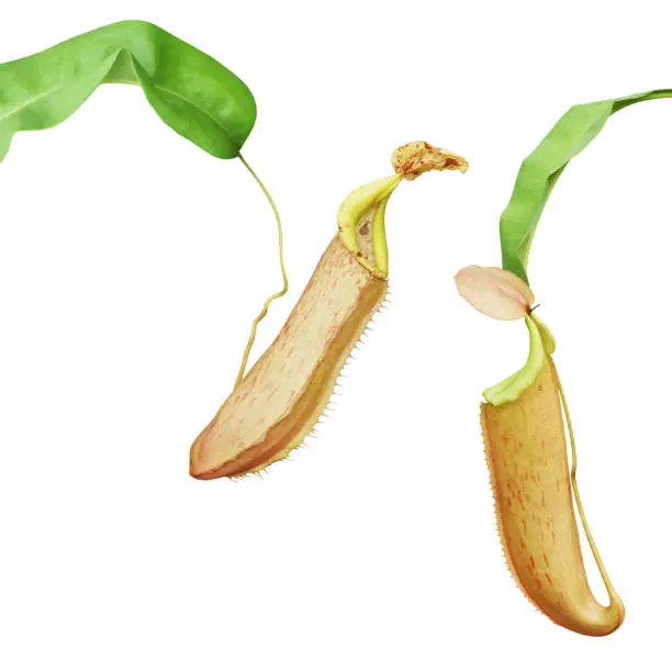Nepenthes Pitcher Plant Isolated on White Background with Clipping Path