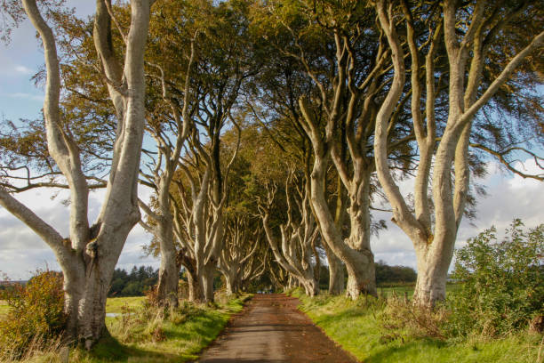istock Dark Hedges, County Antrim, Northern Ireland 1311952165