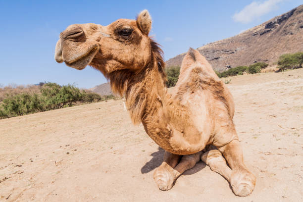 istock Camel in Wadi Dharbat near Salalah, Om 1311952570