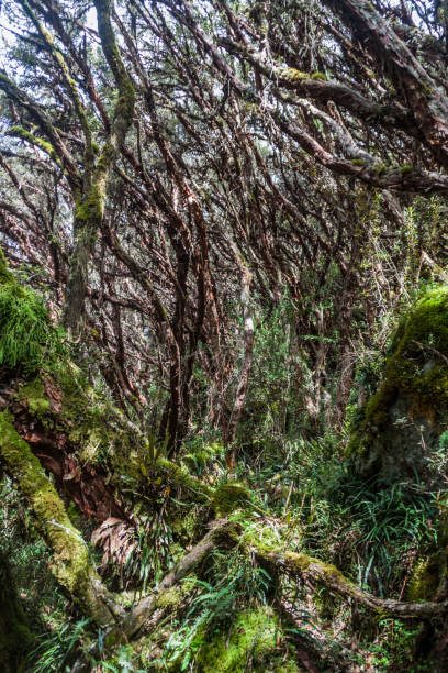 istock Forest of Polylepis trees in National Park Cajas, Ecuador 1311954552