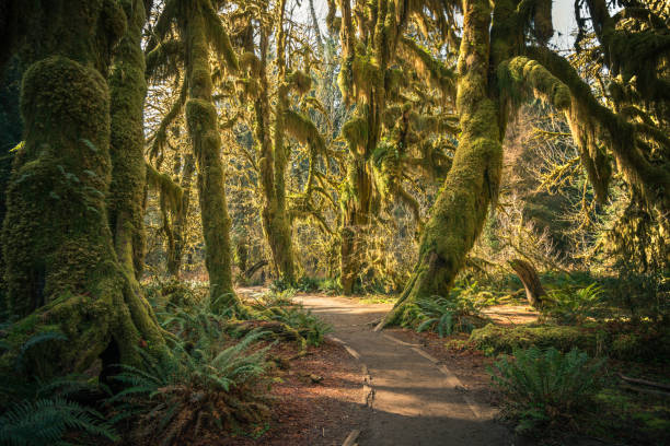 Rare sunshine on the path through the hall of mosses in the Hoh Rainforest, Washington