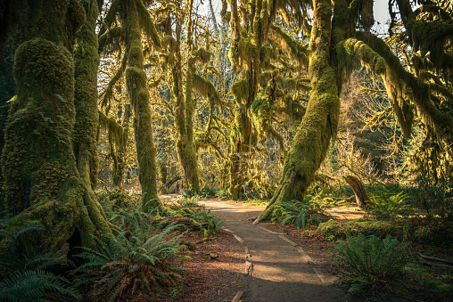 Sunshine in the mossy Hoh Rainforest, Washington