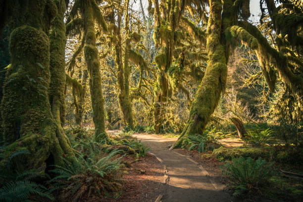 Sunshine in the mossy Hoh Rainforest, Washington Rare sunshine on the path through the hall of mosses in the Hoh Rainforest, Washington olympic peninsula photos stock pictures, royalty-free photos & images