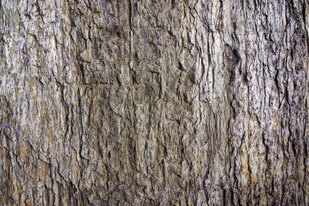 Polished and shiny ancient stone texture used for ancient architecture.
