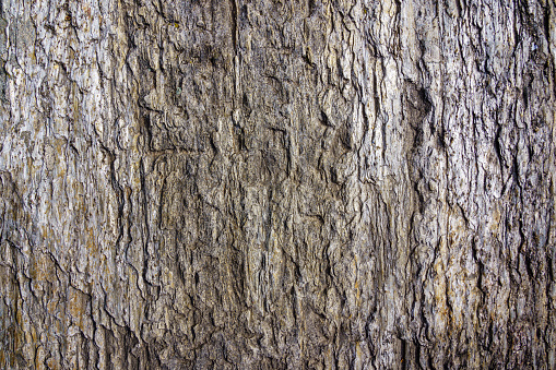 High resolution abstract vignette background wood texture, depicting an old Black Poplar tree, deeply grooved, intertwined, slanted, twisted bark detail, riddled with bullet holes.