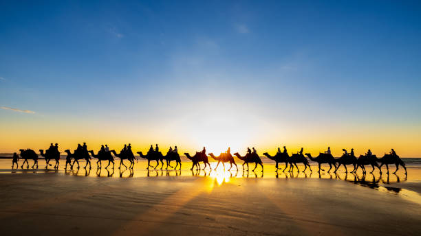 istock Watching the camels slowly make their way along the Cable beach during sunset 1311956607