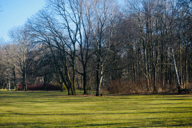 istock Trees around a forest natural photo 1311957106