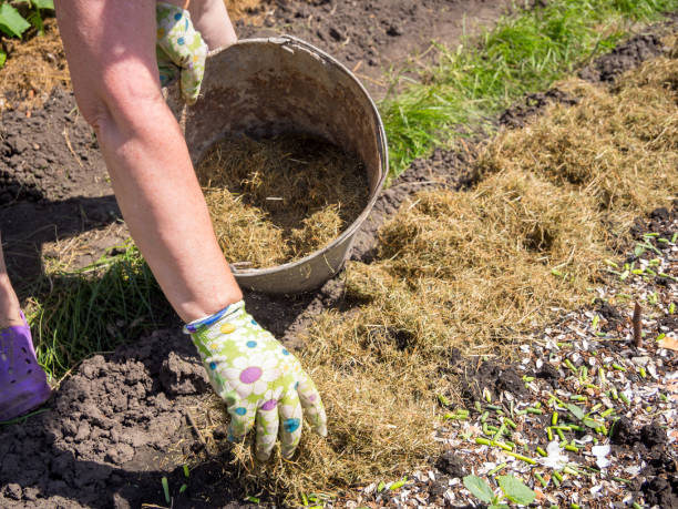 istock Mulching beds with young seedlings of vegetables with dry grass 1311957729