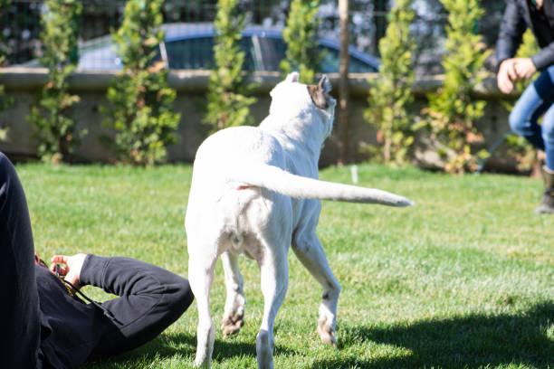 istock Dog exploring his family's new home 1311957820
