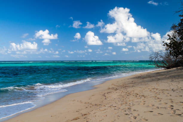 istock Playa Maguana beach near Baracoa, Cu 1311958222