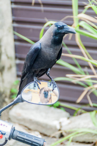 casa corvo corvus esplendens em uma moto em galle, sri lank - lank - fotografias e filmes do acervo