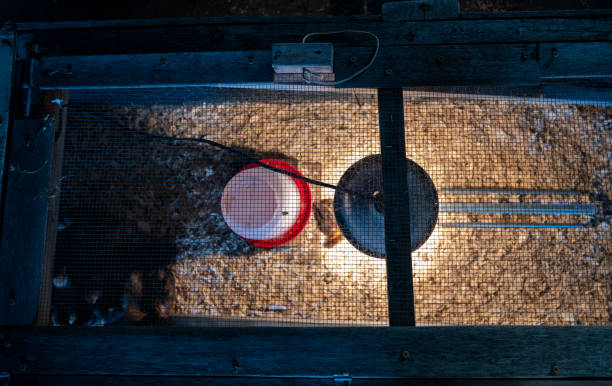 giovani pulcini all'interno di una gabbia di covata di pollo con una lampada termica, biancheria da letto da barba in legno, cibo e acqua - brooder foto e immagini stock