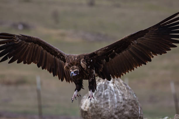 istock Cinereous Vulture 1311960387
