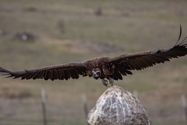 istock Cinereous Vulture 1311960415