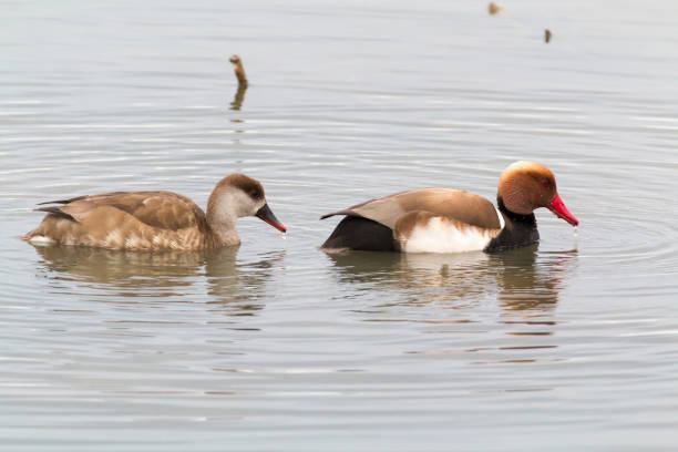 Couple of red-crested pochard (Netta rufina). Wildfowl with red bill and brown head
