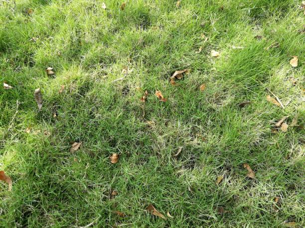 istock Top view of green grass 1311961100