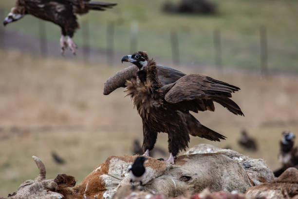 istock Cinereous Vulture 1311961243