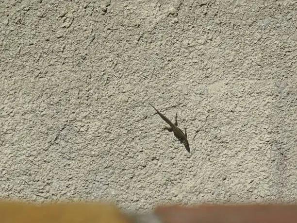 One small podarcis lizard who was mainly green with his long fingers is able to evolve on rough wall surface. Fauna selective focus
