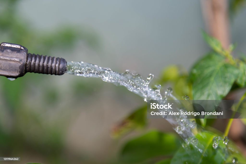 Water gushing over garden plants. Faucet spouting water on blurred background Water gushing over garden plants. Faucet spouting water on blurred background. Homemade irrigation on ornamental plants. Selective focus.,, Accidents and Disasters Stock Photo