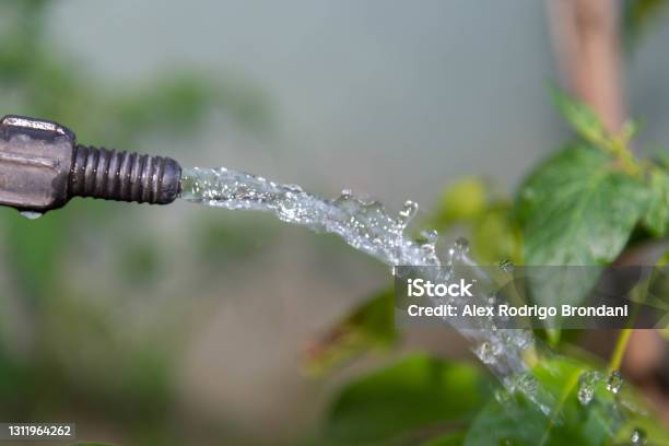 Water Gushing Over Garden Plants Faucet Spouting Water On Blurred Background Stock Photo - Download Image Now