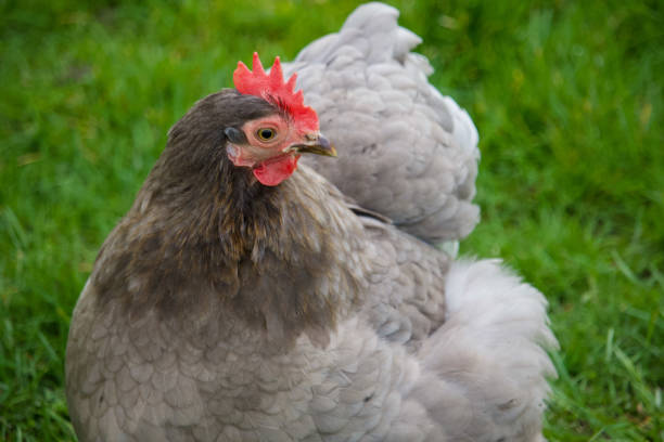istock A Grey Bantam chicken in the garden. 1311964703