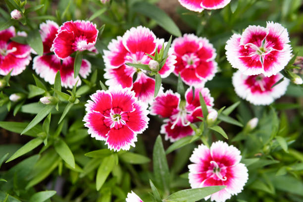 istock Dianthus flower in bloom 1311964772