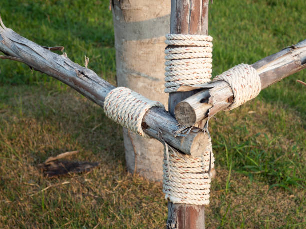 Tying a rope to hold the tree trunk to prevent wind or storm. Close up and selective focus.