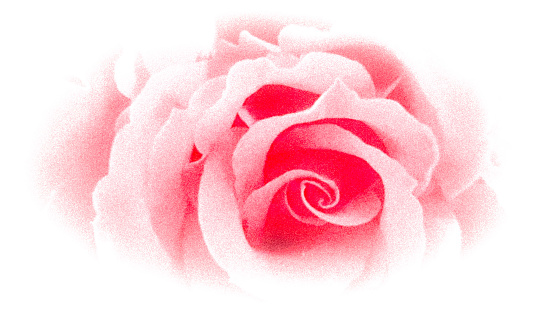 Rose silhouette on white background