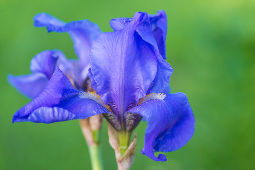 Close up for blue iris flower on green natural background