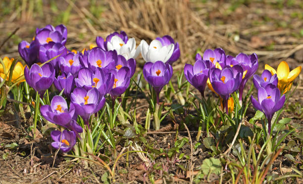 istock Field of first spring flowers. Crocus vernus (Spring Crocus, Giant Crocus) in April 1311966678