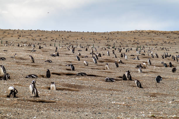 istock Penguin colony on Isla Magdalena island in Magellan Strait, Chile 1311967049