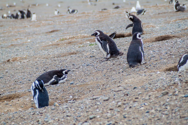 istock Penguin colony on Isla Magdalena island in Magellan Strait, Chile 1311967050