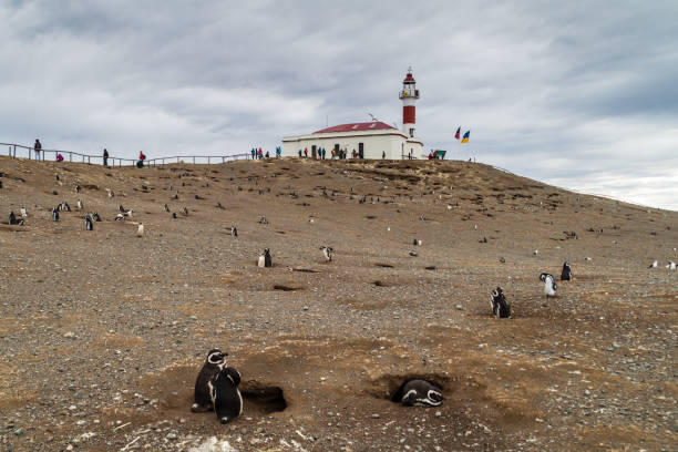 istock Magellan penguin colony on Isla Magdalena island, Chile 1311967059