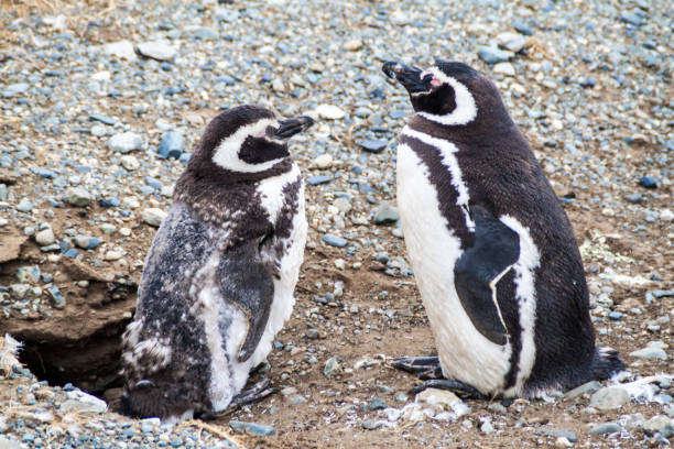 istock Magellan penguin colony on Isla Magdalena island, Chile 1311967061