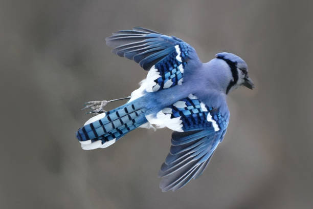 istock Blue Jay in flight off perch towards birdfeeder in backyard 1311967914