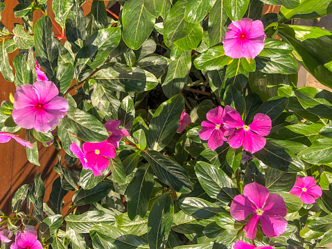 Catharanthus flower growing in the garden