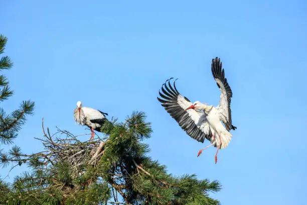 White stork in courtship period in early spring, France, Alsace.