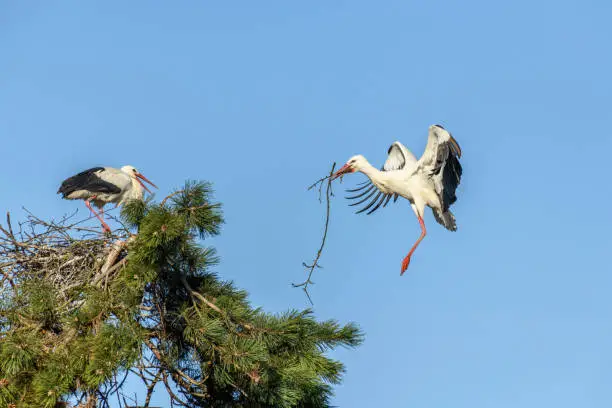 White stork in courtship period in early spring, France, Alsace.