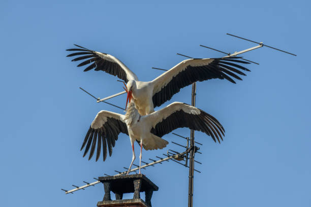istock Mating of white storks during the mating season in spring. 1311968561