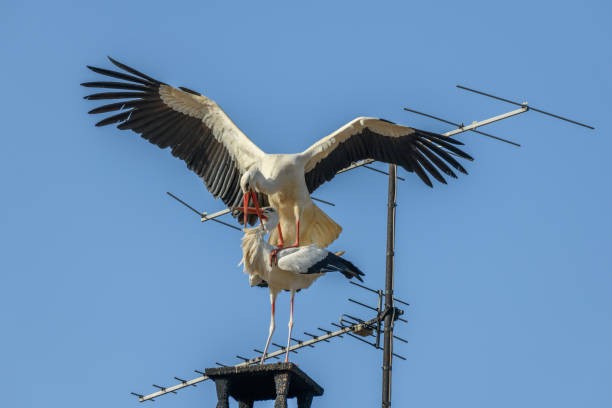 istock Mating of white storks during the mating season in spring. 1311968568