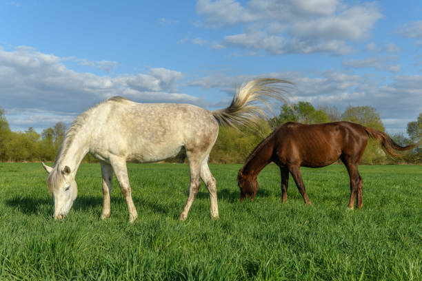 In a tranquil and beautiful grassy field, two horses are peacefully grazing, enjoying the lush greenery around them as they feed