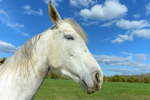 A white horse with blue eyes is in a pasture area with green grass and surrounded by pine trees. The horse could be of the Cremellos Perlino or Crema Ahumado breed. La Cañada-Herradón de Pinares (Ávila, Castilla y León-Spain).