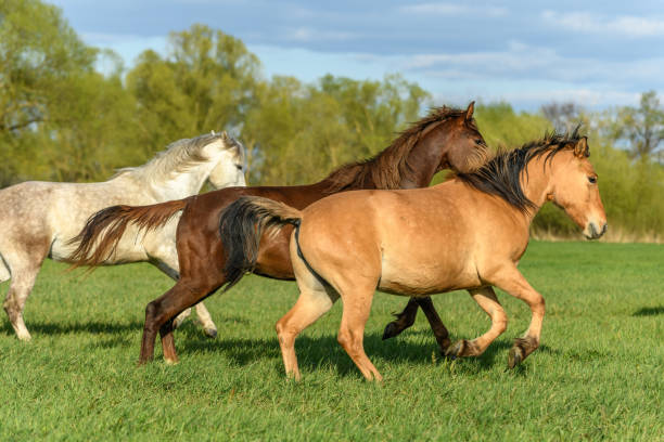 istock Horses in a pasture in spring. 1311968586