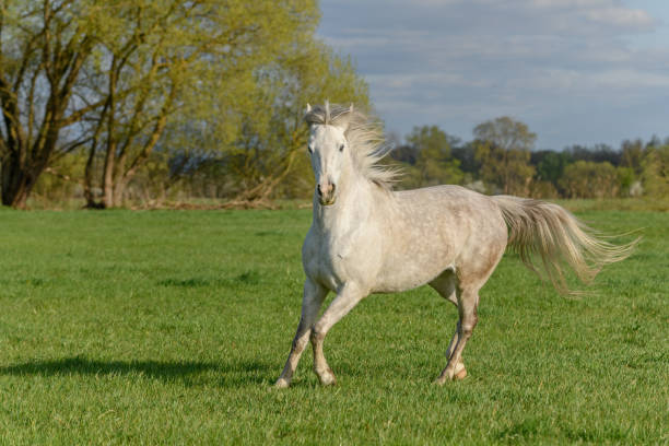 istock Horses in a pasture in spring. 1311968615