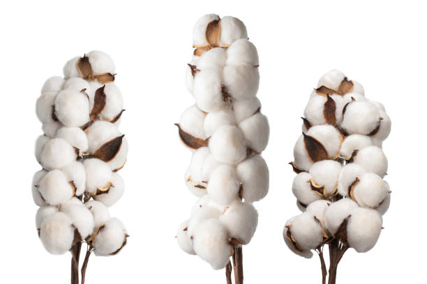 istock Cotton flower branch isolated on white background. 1311969443